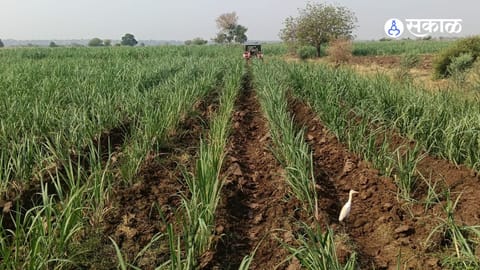 Chronic Power Outages Plague Farmers