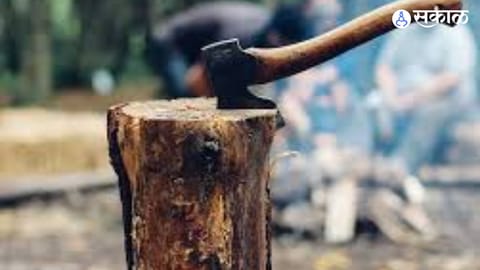 Green Cover Under Threat: 525 Trees Marked for Cutting in Pune