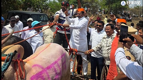 Historic Debut: Wada Taluka Hosts Its First-Ever Grand Bullock Cart Race