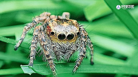 Newly discovered spider species ‘Mogras Pune’ identified during biodiversity survey in Pimpri-Chinchwad garden.