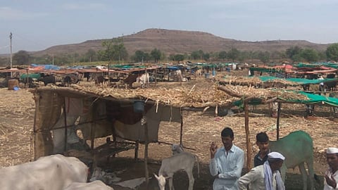 लढा दुष्काळाशी : छावण्यामुळे जगली जनावरं (ब्लॉग: भाग- 3)