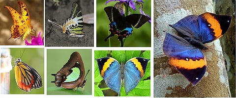 Let's choose ... the national butterfly!
