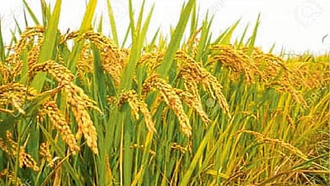 Success stories of women farmers story by sachin charati