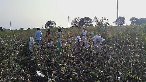 Cotton Plucking