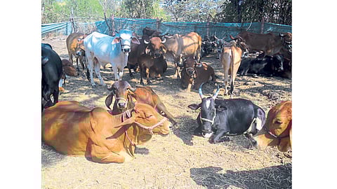 amar ghorpade blog on godhan