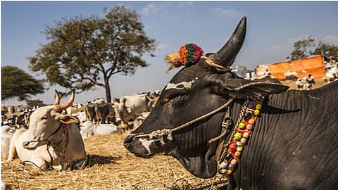 अंगावर येणारा अनुभव