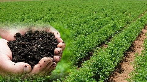 organic farming information article kolhapur