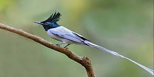 Take a forced vacation The joy of bird watching