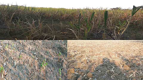 सताड डोळ्यांनी ओसाड जमीन पाहताना...