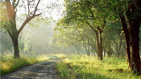 Plan approved in Handya Kundya Irrigation Project Affected Sanctuary Area jalgaon news