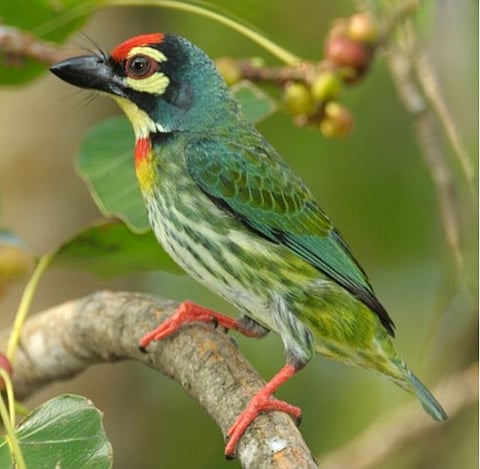 Coppersmith Barbet