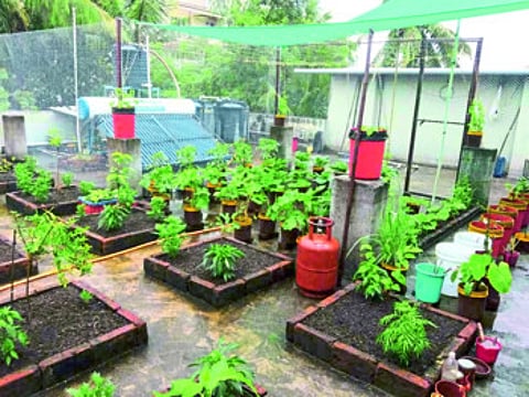 After watching on YouTube he started various farming experiments on the terrace