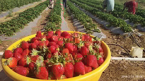 काळ्या मातीत फुलली लालेलाल स्ट्रॉबेरी