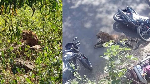 सैरावैरा पळणार्या जखमी बिबट्याचा गाणेखडपोली येथे थरार