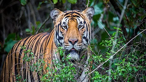 Wild animals are entering in rice farms