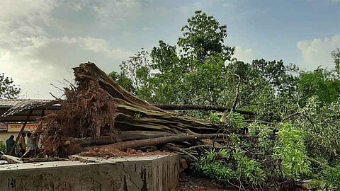ओरोस येथे घरावर झाड कोसळले