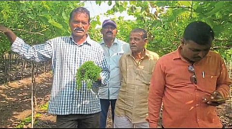 grapes destroyed by unknown people in yelavi of sangali district