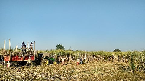 167 applications for sahyadri sugar factory.jpg