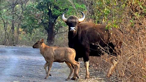 राधानगरीत 19 पासून पर्यटन महोत्सव