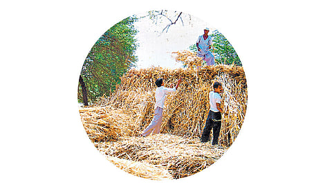 चाराटंचाई