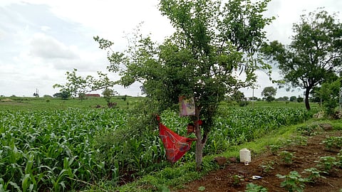 झोक्यात बाळाला झोपवून माता करताहेत शेतमजुरीची कामे