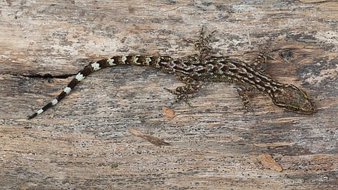 वाकलेल्या पायाची टोक असलेल्या सरड्याच्या नवीन प्रजातीचा शोध; बॉम्बे नॅचरल हिस्ट्री सोसायटीचे संशोधन