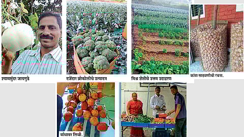 वर्षभरात तीस पिकांची सेंद्रिय शेतीची प्रयोगशाळा