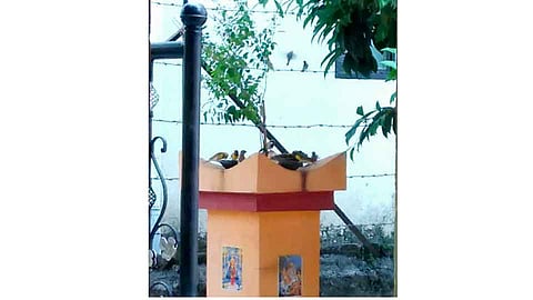 चिमण्या माझ्या सख्या