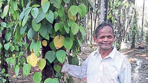 बांबूपासून एकरी तीन लाखांचे उत्पन्न