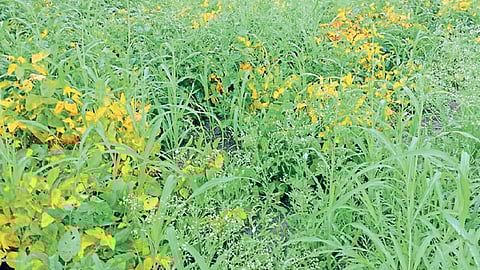 पाऊस आणि दुष्काळ