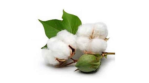 कापसाच्या मंदी मागचे अर्थशास्त्र