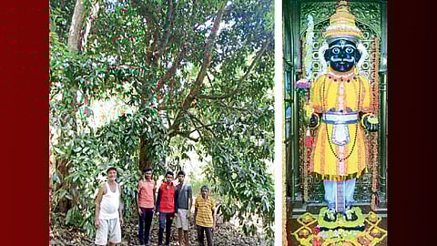 वेंगुर्ला तालुक्यातील गावांनी जपलाय सुरंगी वृक्षांचा वारसा