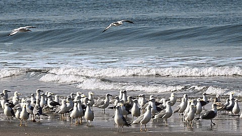 Sea Eagle Arrival On Konkan Beach Ratnagiri Marathi News