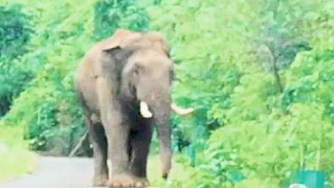 Elephant Seen On Ker Bhekurli Road Sindhudurg Marathi News