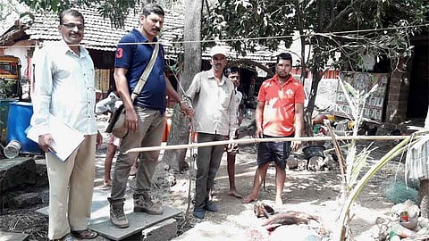 त्रिंबक बागवेवाडीत बिबट्याचा वासरावर हल्ला