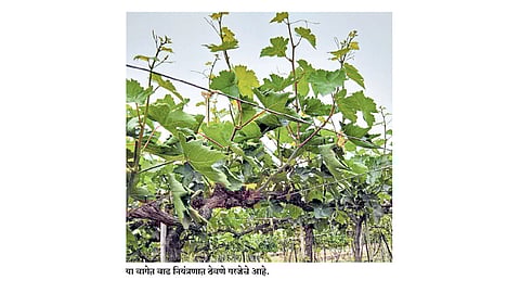 ढगाळ वातावरणात करा द्राक्ष वेलींचे योग्य व्यवस्थापन