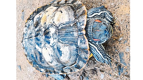 Red Eared Spider Turtle Found In Tilari Sindhudurg Marathi News