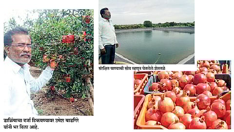 संघर्ष, परिश्रम, प्रयत्नांतून घडली प्रयोगशील शेती