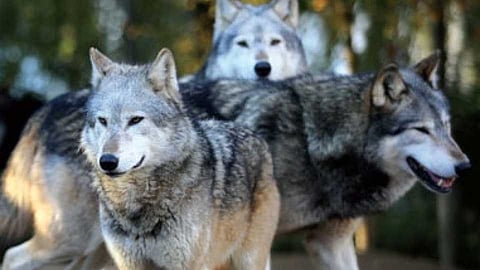 wolves attack On sheeps babies