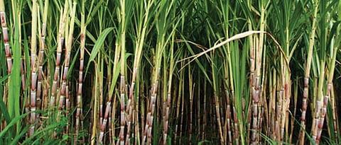 Sugarcane Crop
