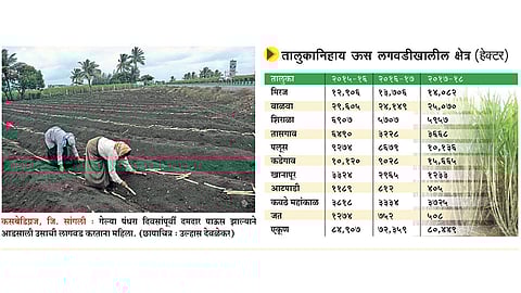 सांगली जिल्ह्यात उसाचे क्षेत्र वाढले