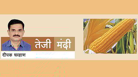 मका किफायती राहणार