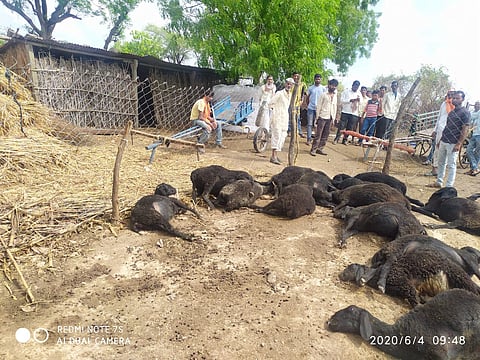 वीजेचा शॉक लागून २६ मेंढ्यांचा मृत्यू