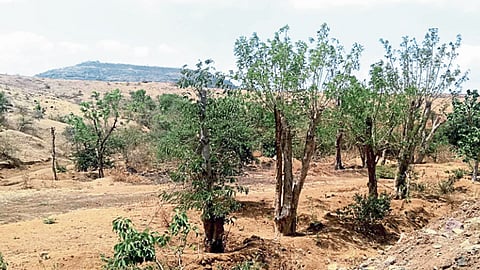 ज्ञानेश्वर पालखी मार्ग होणार हिरवागार