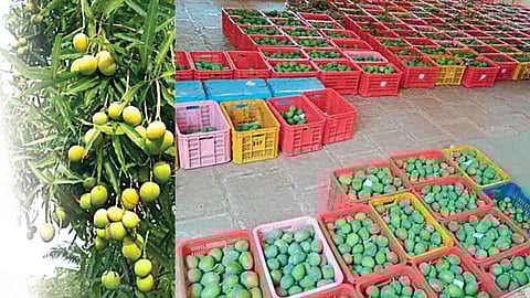 हापूसच्या गोडव्याची पावसावर भिस्त