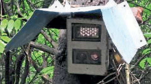 Wild Life Trap Camera Robbery In Radhanagari, Tilari Forest