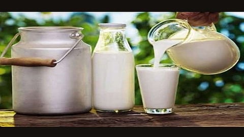 cow milk is good for health or buffalo milk read answer