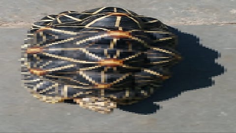 A rare Indian star tortoise has been found in Dixal 2.jpg