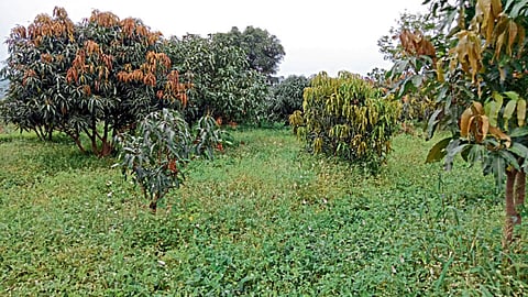 डॉ. सावजी गोराडे यांनी पिंपळद येथील आपल्या शिवारात नैसर्गिक शेतीचे प्रयोग सुरू केले आहेत. बागेतील संपूर्ण जमीन आंतरपिकांनी झाकली आहे.