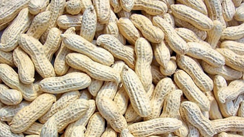 भारतात भुईमूग उत्पादन सात दशलक्ष टनांवर